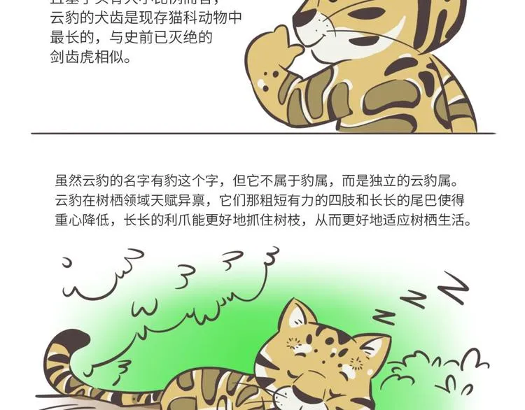 熊猫君和黄逗菌可持续生活志第二季漫画,科普番外——印度尼西亚“云豹”2图