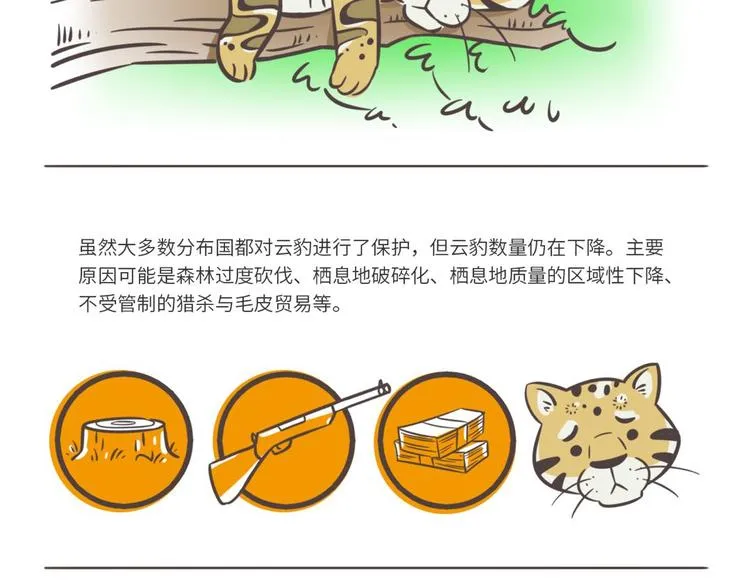 熊猫君和黄逗菌可持续生活志第二季漫画,科普番外——印度尼西亚“云豹”3图
