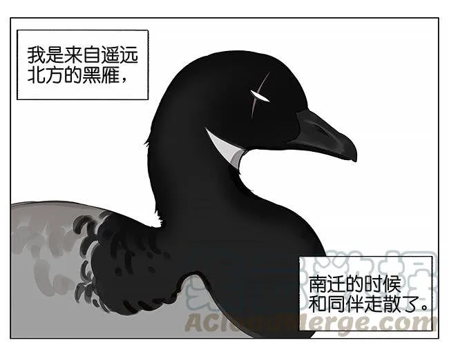 南方的鸟和北方的鸟1