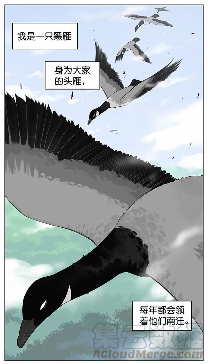 黑雁。0